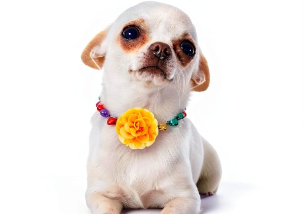 InnoHHustle Dog Collar Charms Chiffon Flower Accessories-3