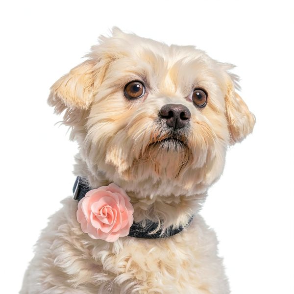 WILLBOND Dog Collar Flowers Chiffon Elastic Band Pet Charms-5