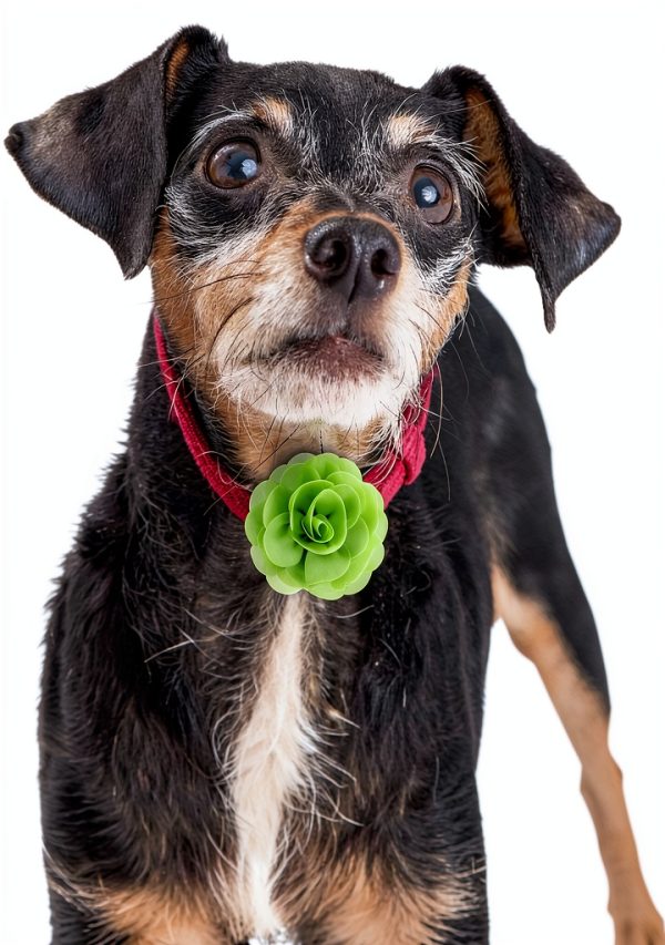 WILLBOND Dog Collar Flowers Chiffon Elastic Band Pet Charms-6
